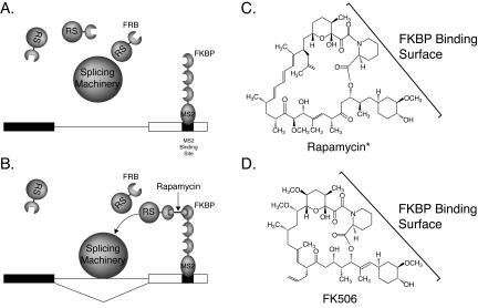 FIGURE 1.