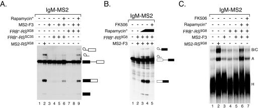 FIGURE 2.