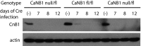 Fig. S9.