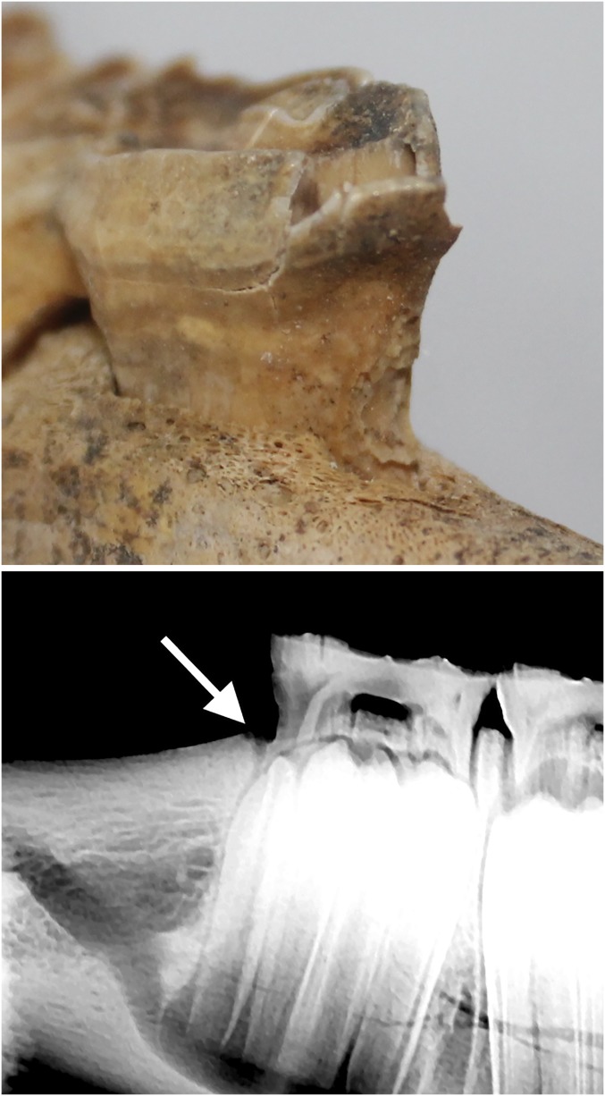 Fig. 8.