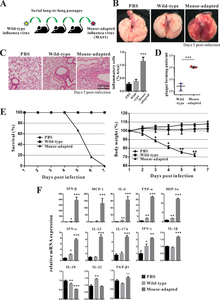 FIG 1