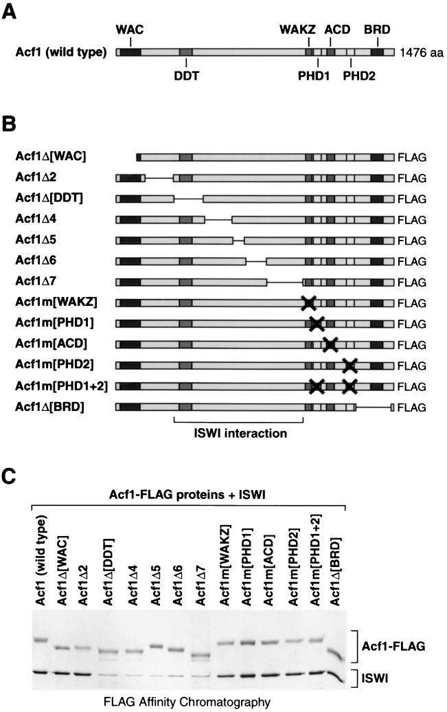 FIG. 1.