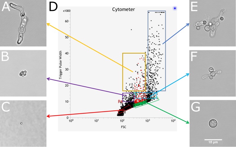 FIG 2