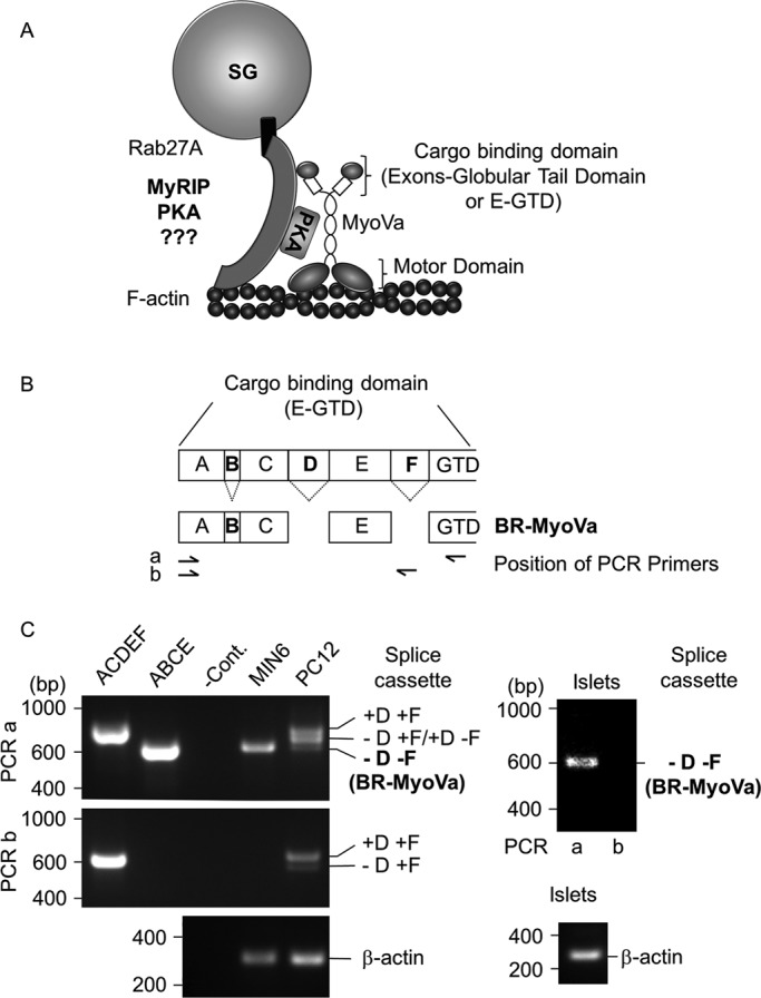 FIGURE 1: