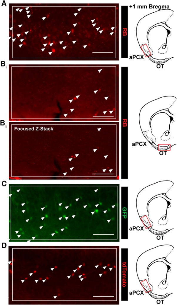 Figure 2.