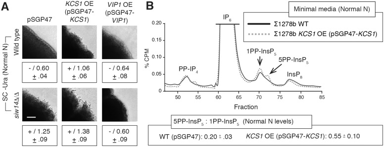 Fig 6