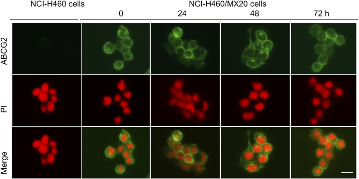 FIGURE 4