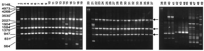 FIG. 2.