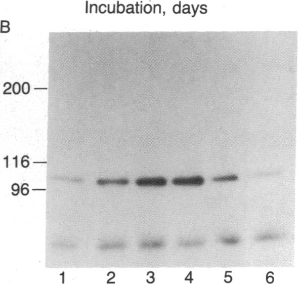 graphic file with name pnas00262-0209-a.jpg