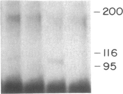 graphic file with name pnas00262-0208-e.jpg