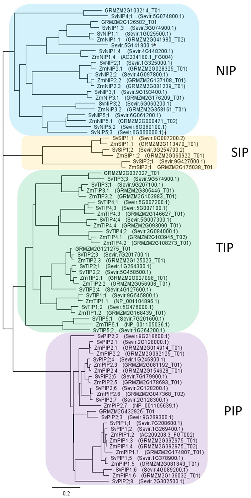 FIGURE 1