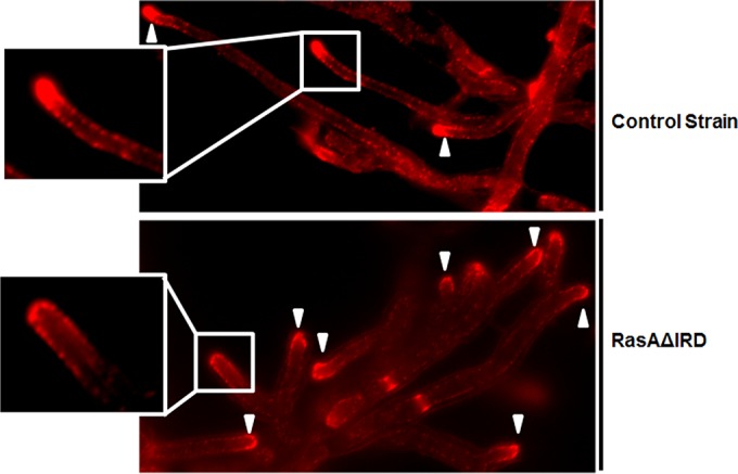 FIG 8 