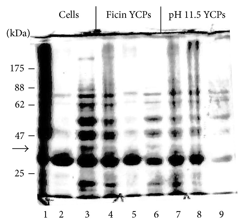 Figure 9