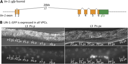 Figure 6 