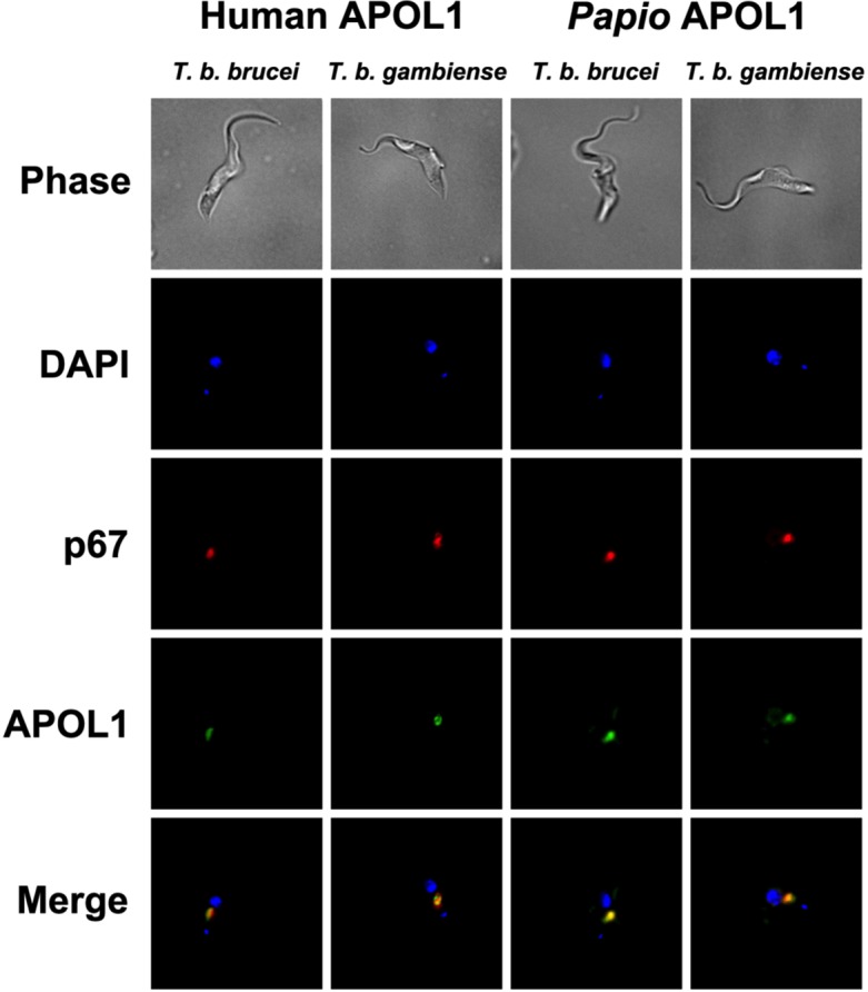 Fig 4