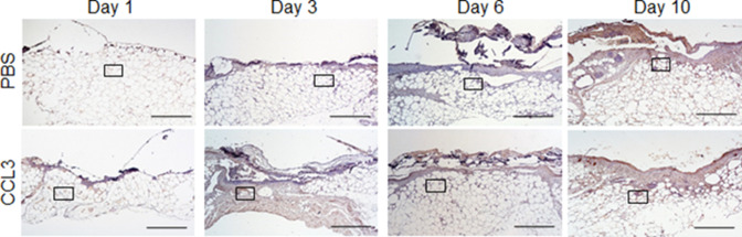 Figure 5—figure supplement 1.