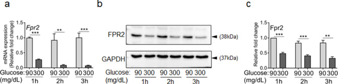 Figure 2—figure supplement 3.