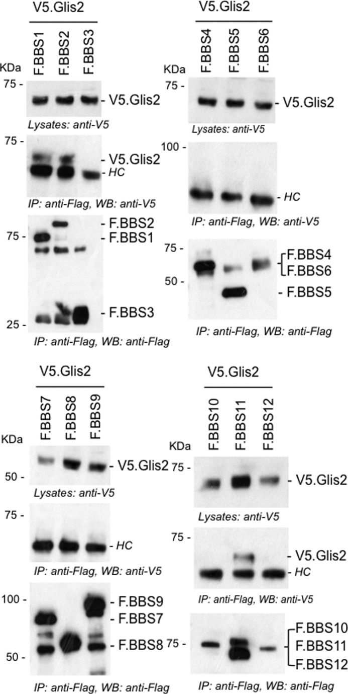 FIGURE 1.