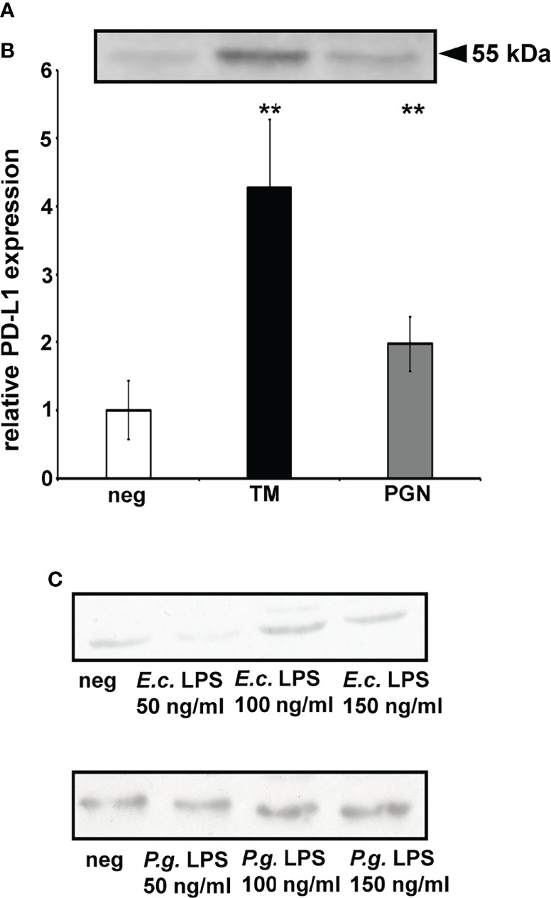 Figure 5