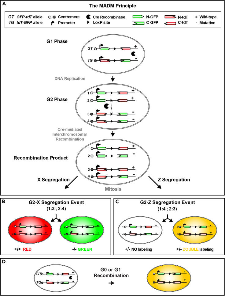 Figure 1