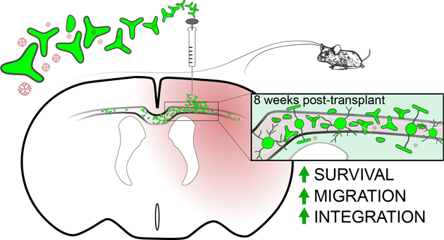 graphic file with name nihms-1616536-f0001.jpg