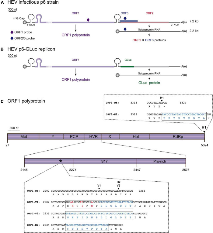 FIGURE 1