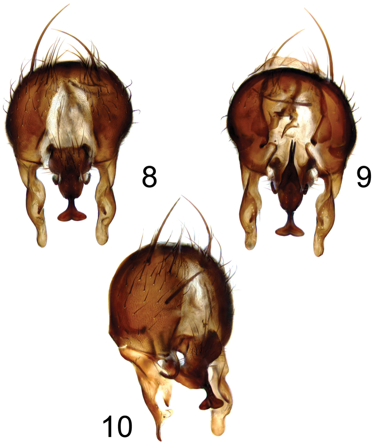 Fanniidae (Diptera): new synonym, new records and an updated key to ...