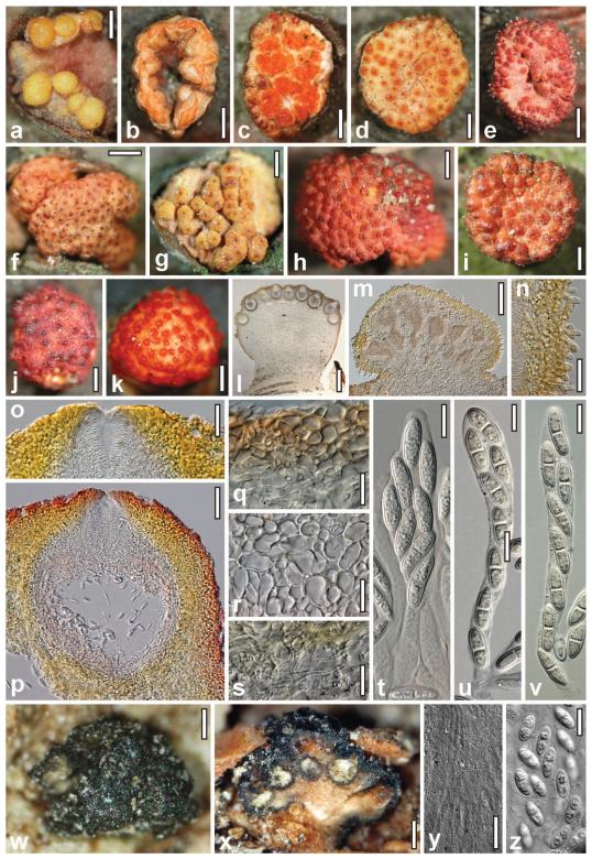 Fig. 2