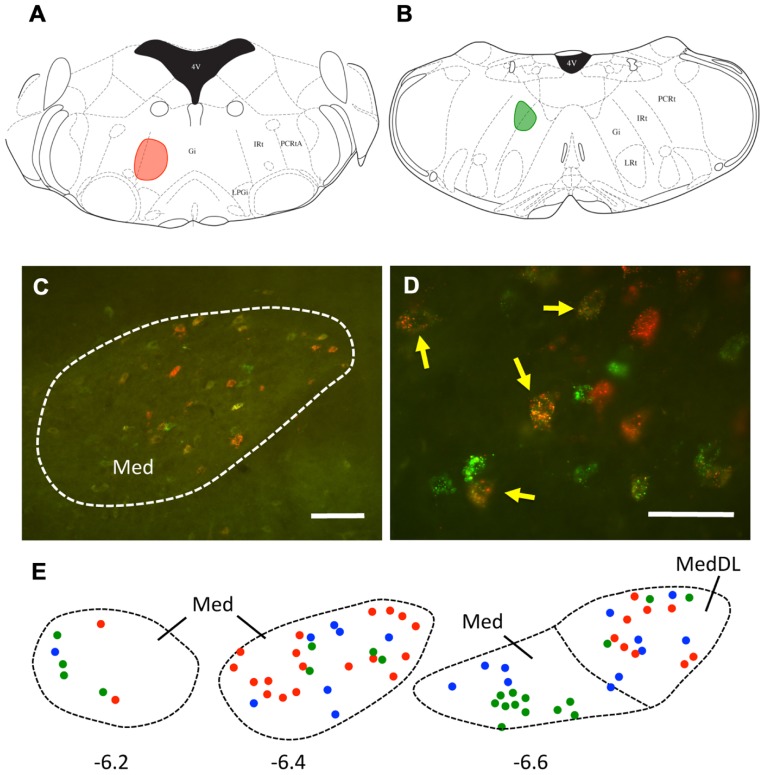 FIGURE 3