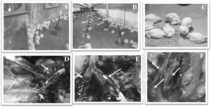 Fig. 1