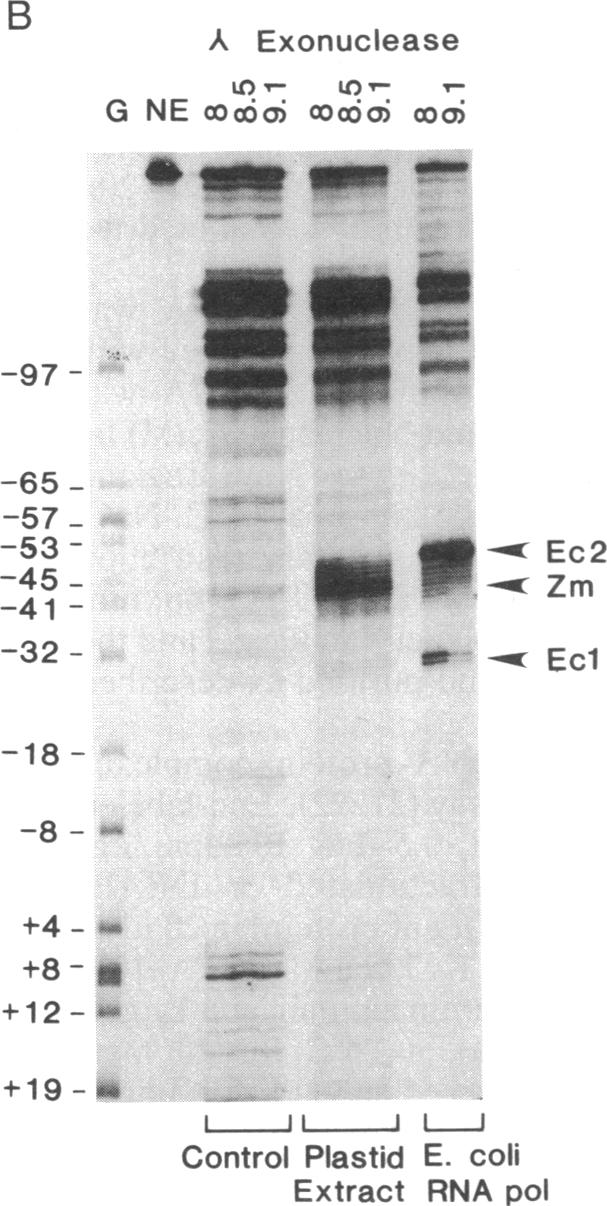 graphic file with name pnas00243-0132-a.jpg