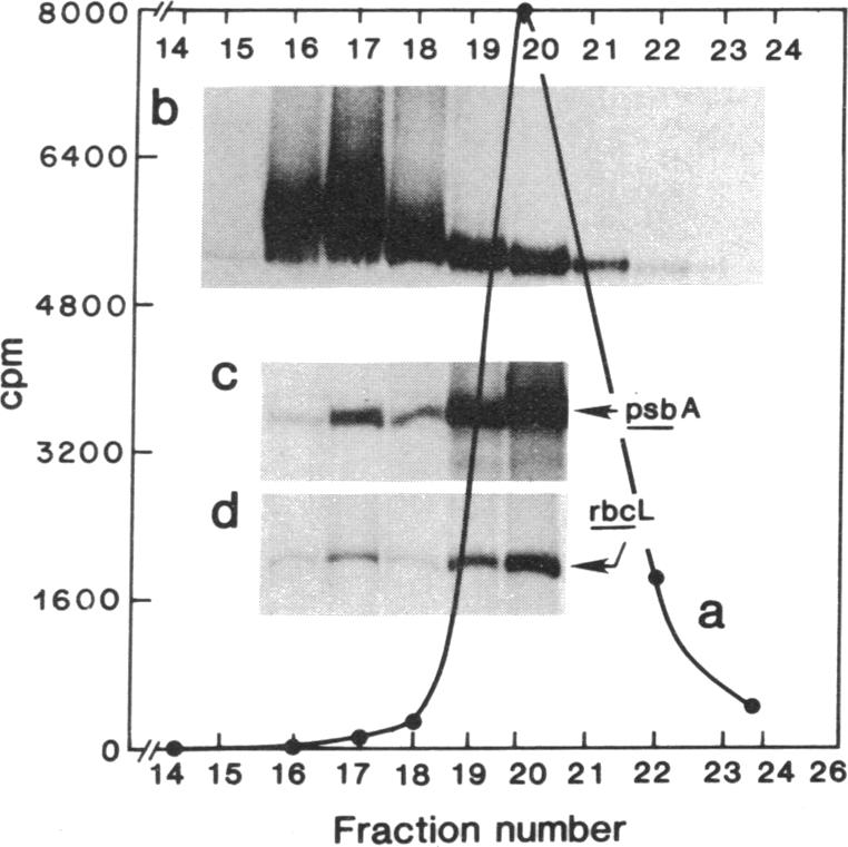 graphic file with name pnas00243-0133-a.jpg