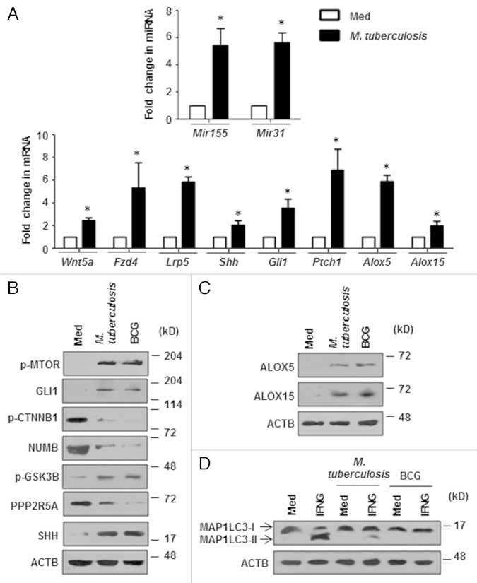 Selective inhibition of IFNG-induced autophagy by Mir155- and Mir31 ...