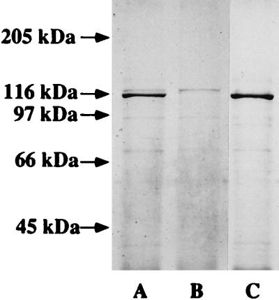 FIG. 7