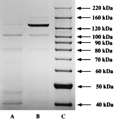 FIG. 8