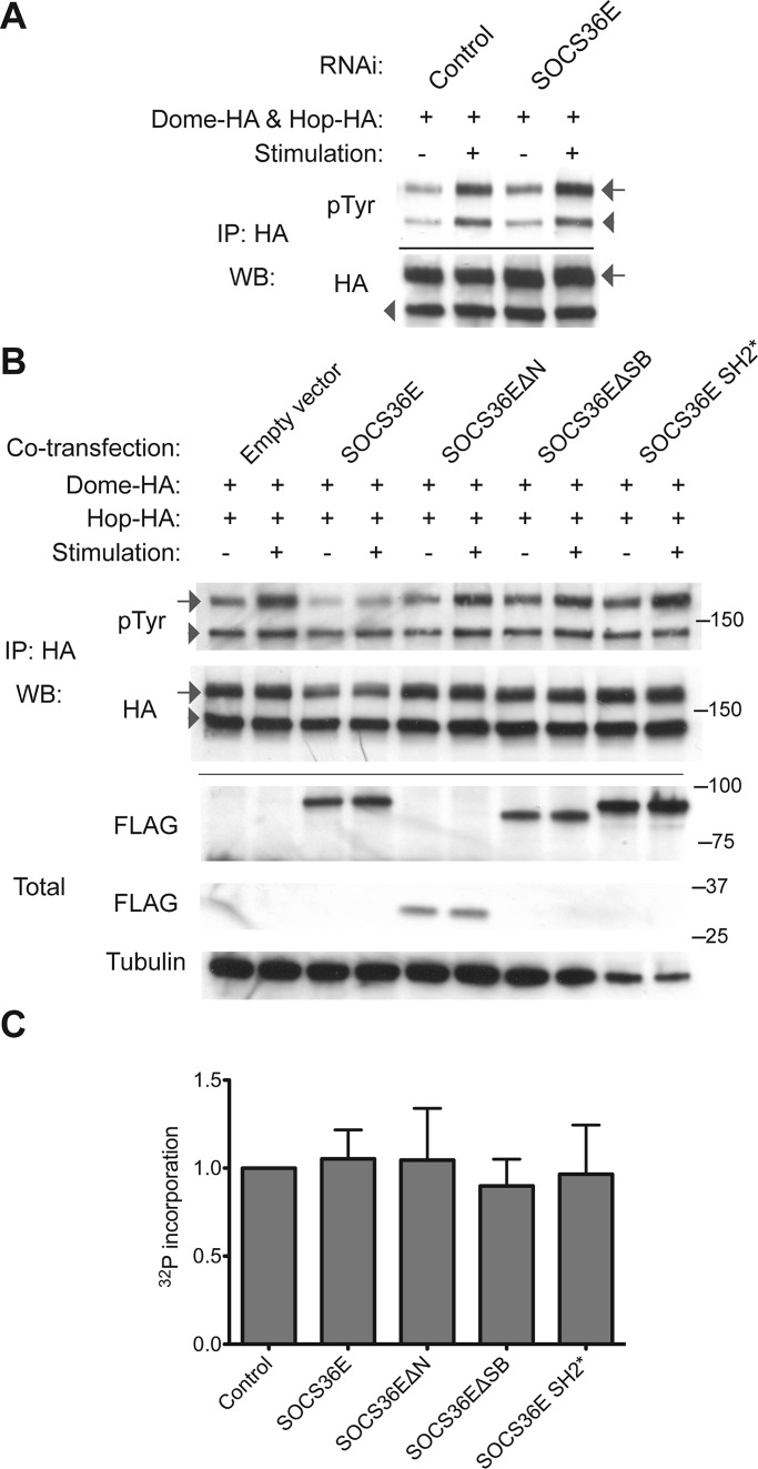 FIGURE 5: