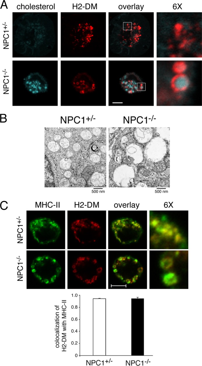 FIGURE 1.