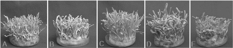 Fig. 2