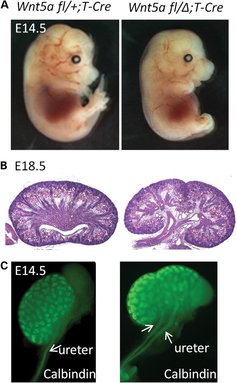 Figure 1.