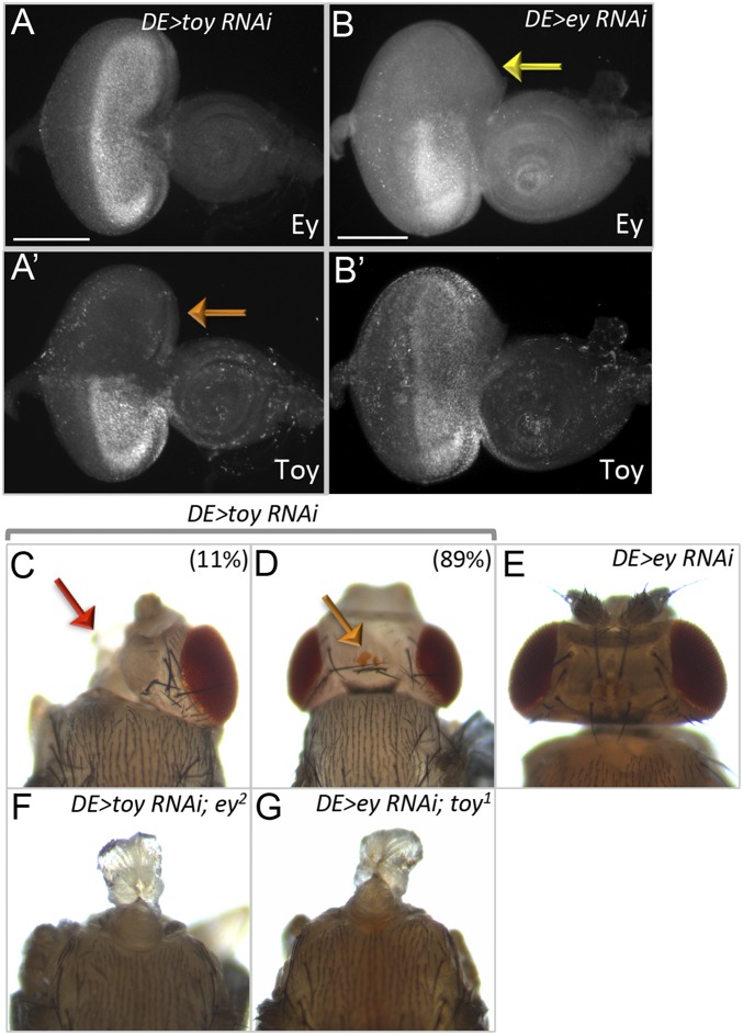 Fig. S2.