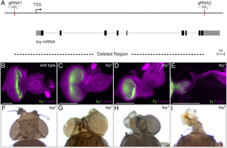 Fig. S3.