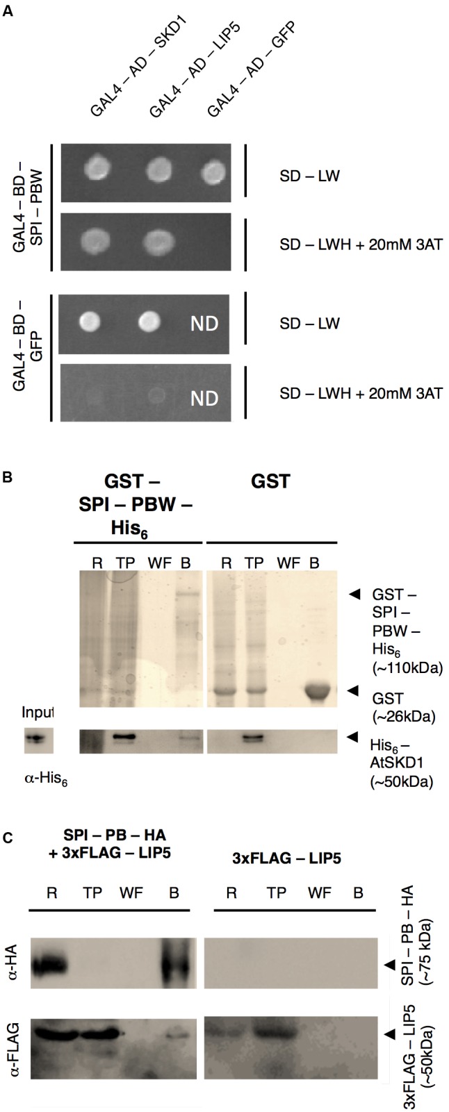 FIGURE 1