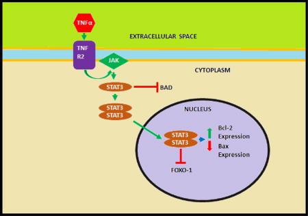 graphic file with name nihms970505u1.jpg