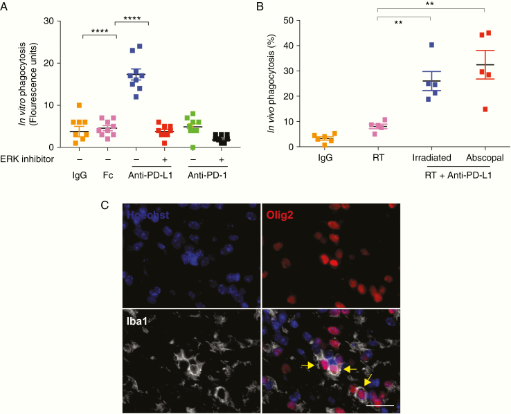 Anti–PD-L1 antibody direct activation of macrophages contributes to a ...