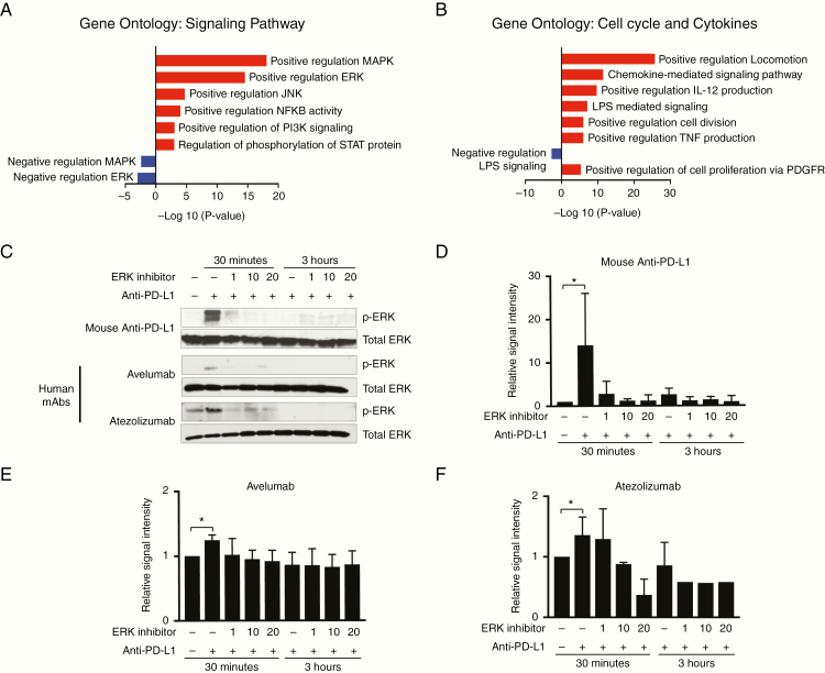 Anti–PD-L1 antibody direct activation of macrophages contributes to a ...