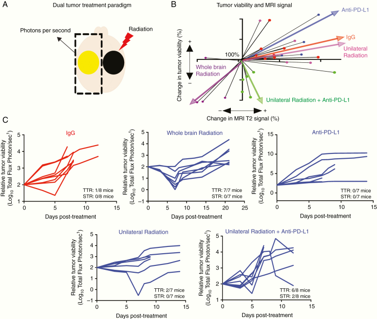 Anti–PD-L1 antibody direct activation of macrophages contributes to a ...