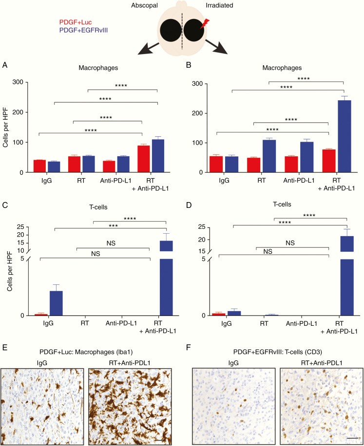 Anti–PD-L1 antibody direct activation of macrophages contributes to a ...