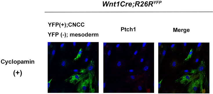 Figure 6—figure supplement 1.