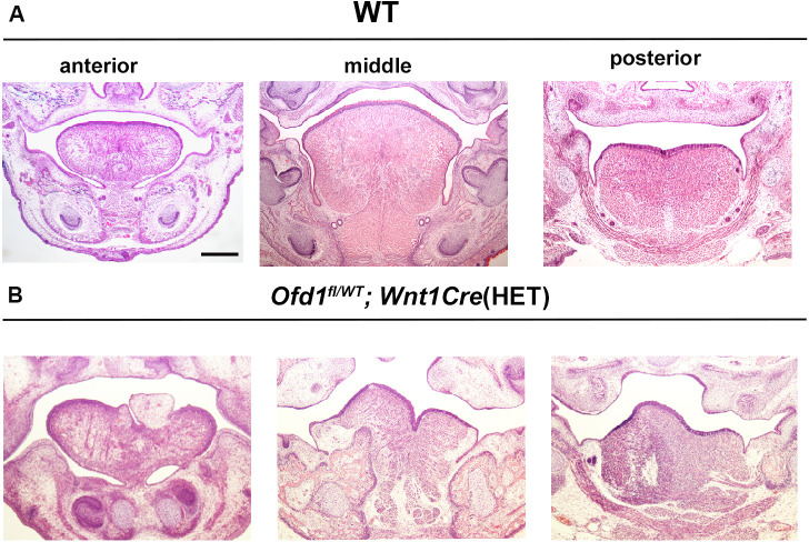 Figure 1—figure supplement 3.