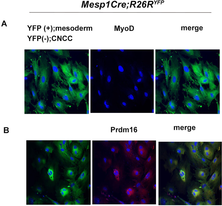 Figure 3—figure supplement 3.